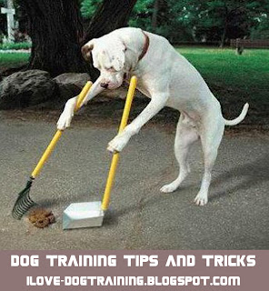 Dog training Tips and Tricks 