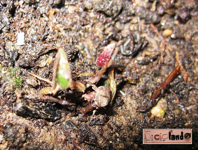 prima foglia vera Ciclamino Riciclando