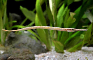 Microphis brachyurus - Short-tailed pipefish