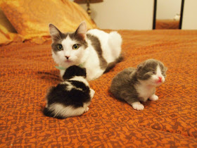 funny cats, cute cat pictures, cat and her babies