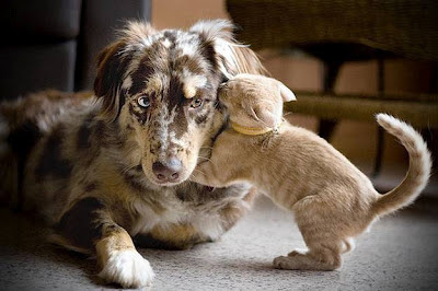 gato beijando cachorro, cat kissing dog, gatinho beijando cachorrino, gato beijando cão, gato e cão, gatinho e cão se amando, gato e cão se abraçando, amor cão e gato