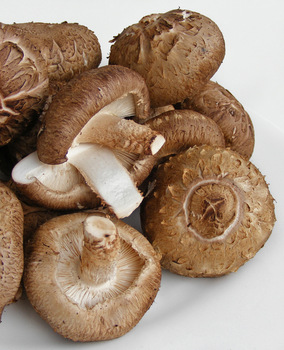 Shiitake Mushrooms  | Mushroom Shop | Mushroom Learning Center Kolhapur | Biobritte