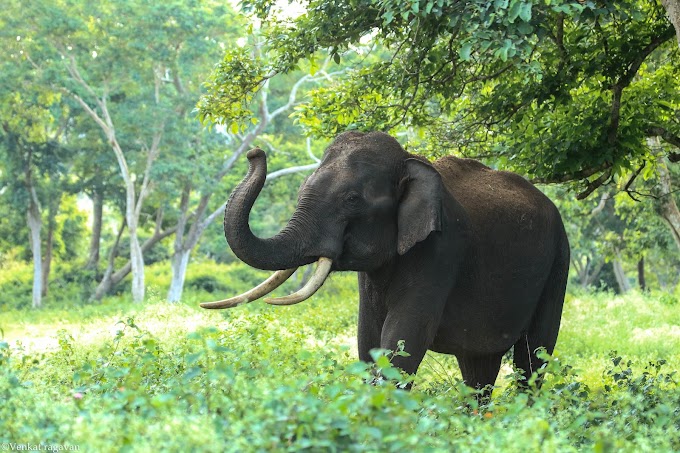 Hamto Hathi Ko Ginti Sikhayenge