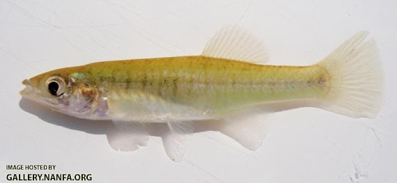 Banded Killfish Images