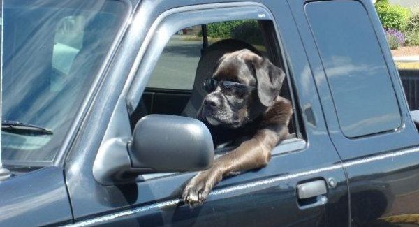 funny dogs, funny dog pictures, dog driving car, dog pictures, awesome dog drives car, cool dogs drive cars