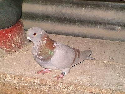 African Owl Pigeon