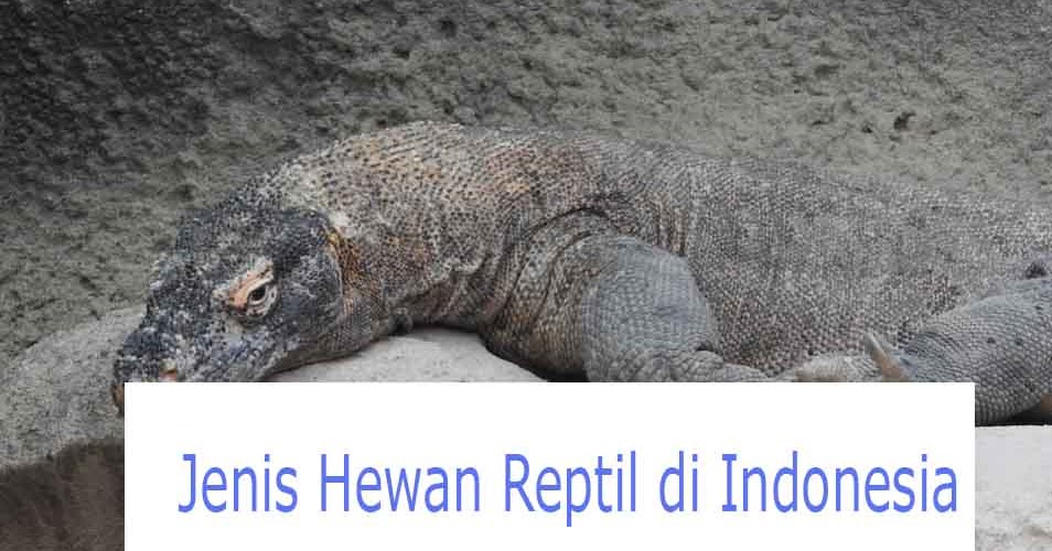 10 Jenis  Hewan  Reptil  di Indonesia dan Penjelasannya 