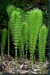 equisetum-telmateia