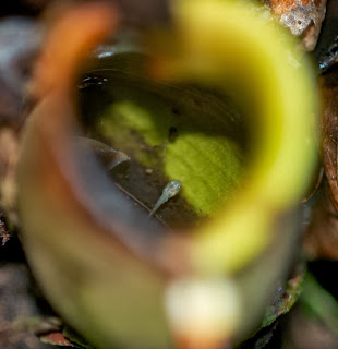 Matang Narrow-mouthed Frog (Microhyla nepenthicola)