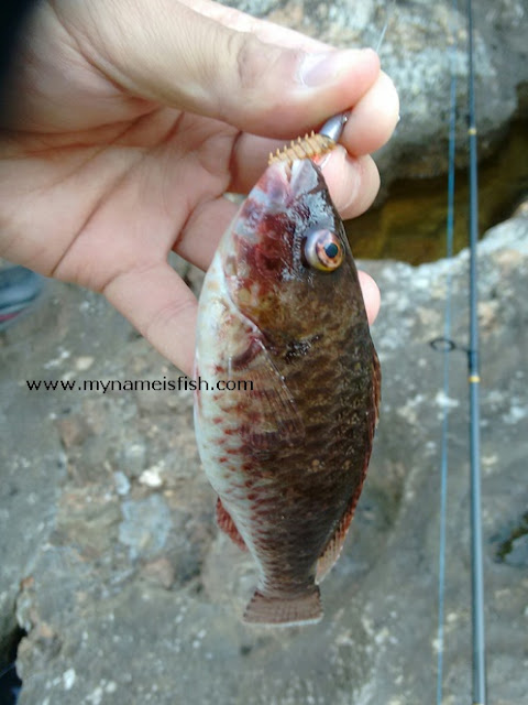 The Mediterranean Parrotfish