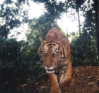 Kumpulan Gambar Harimau Sumatera