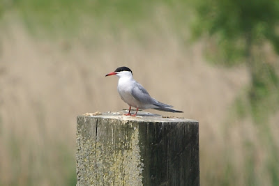 Wytstirns - Visdief - Sterna hirundo