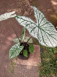 12 Jenis Tanaman Keladi Cantik (Caladium) Yang Lagi Ngehits dan Cara Merawat white christmas