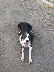 High drive working border collie