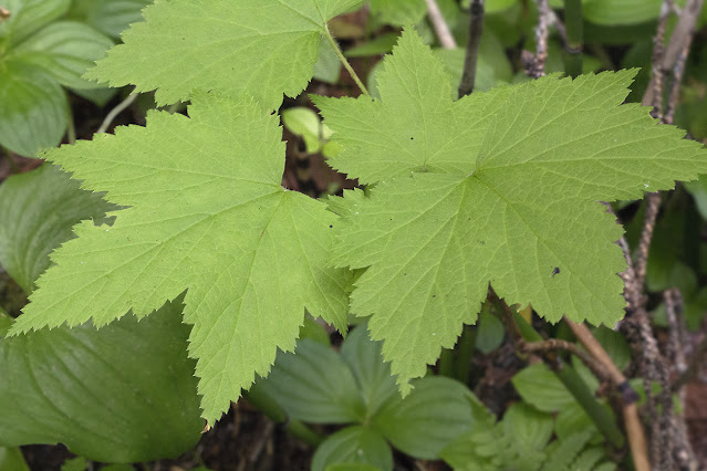 Смородина бледноцветковая (Ribes pallidiflorum)