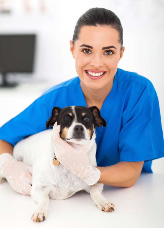 Auxiliar de Pet Shop e Veterinária - Procapacitar
