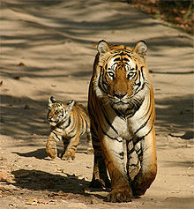 220px-A_tiger_in_Pilibhit_Tiger_Reserve
