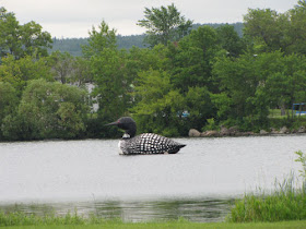 floating loon