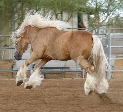 beautiful world horses