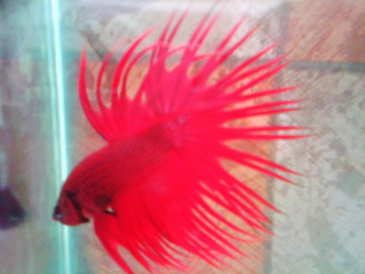 Ikan Cupang Murah Khusus Reseller Cupang Hias Grosir Betta Splendens