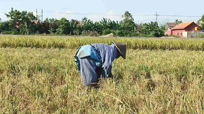 Harga Beras Tinggi, Wanita Lansia Warga Tulangan-Sidoarjo Mengais Padi Sisa Panen