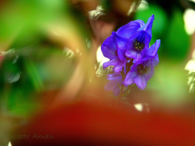 Aconitum carmichaeli