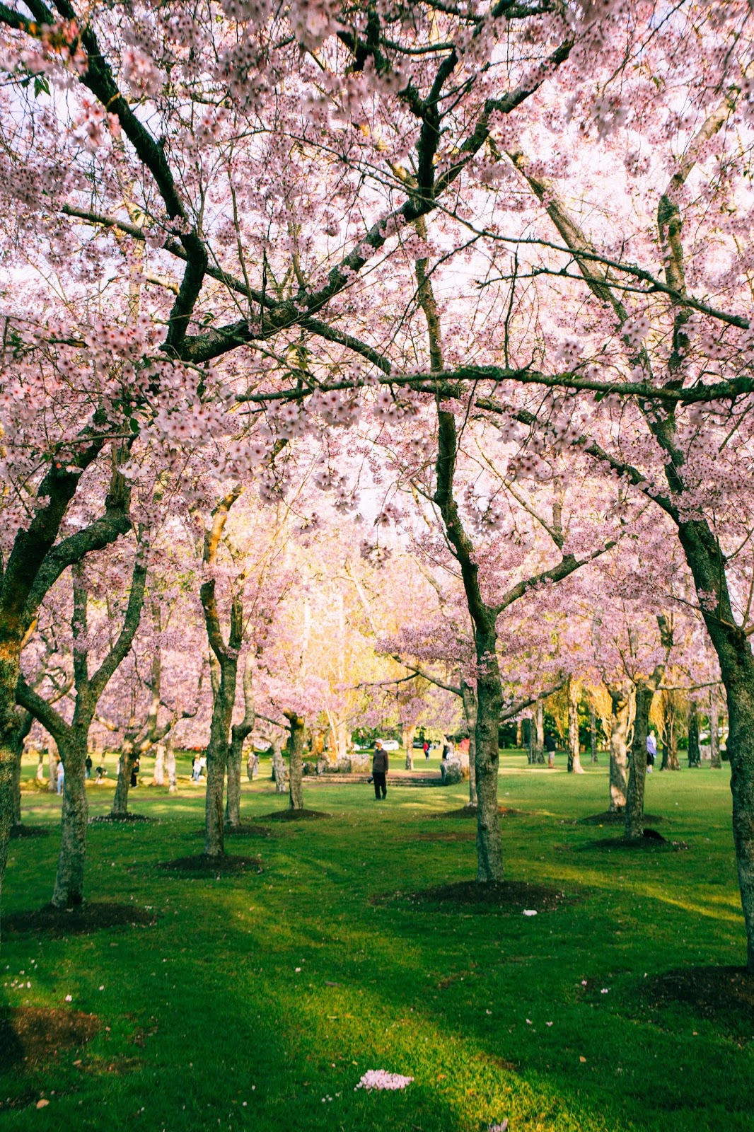 13 Foto  Pemandangan  Bunga  Sakura  Di Korea Rudi Gambar 