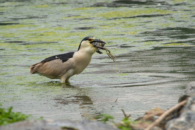 Black-Crowned Night Heron, Denver City Park