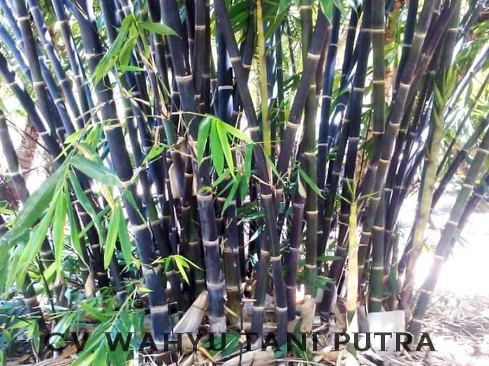  Bambu  Hitam Bambu Wulung  Potongan CV WAHYU TANI PUTRA