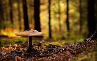 Mushroom in Forest wallpaper