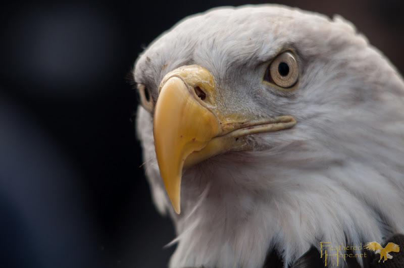 A rehabilitated male bald eagle just minutes prior to being released back into the wild. Photo by Lisadawn Schram