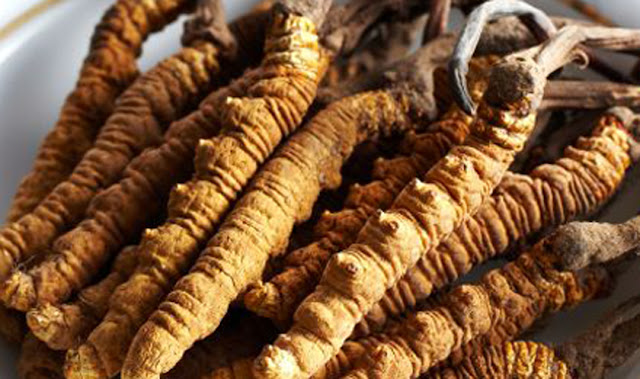 Yarshagumba ( Cordyceps Sinesis)