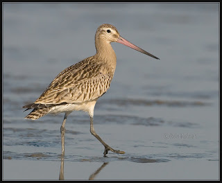 aguja colipinta Limosa lapponica Charadriformes