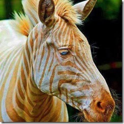 golden-zebra