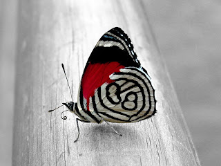 Colorful-butterfly-Wallpaper Colorful-butterfly-Wallpaper
