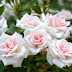 White Rose Flower HD Wallpaper