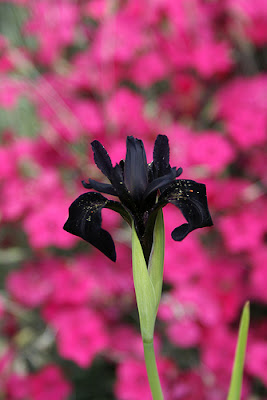 iris chrysographes