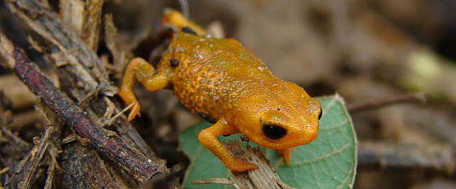 Brachycephalus tridactylus