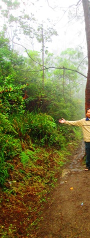 Pohon Menyapa di Kelimutu1