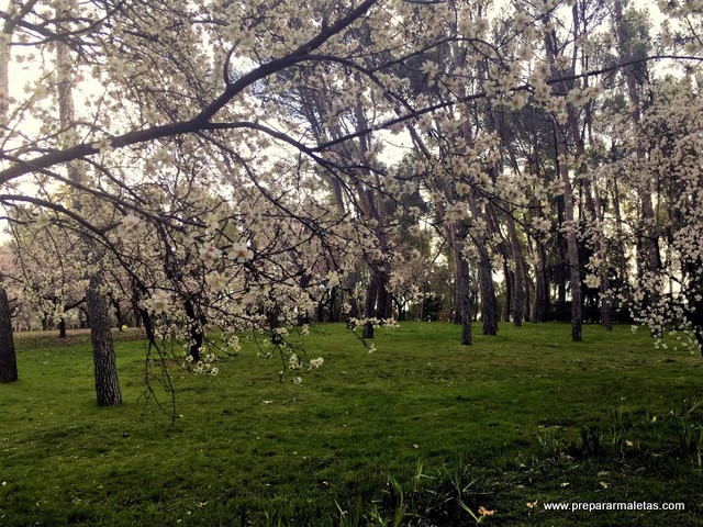 almendros en flor en Madrid Quinta Molinos