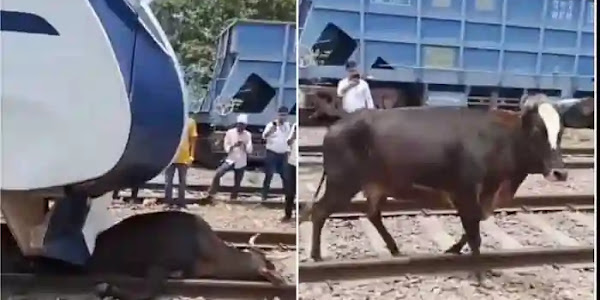 Cow | വന്ദേ ഭാരത് കുതിച്ച് വരുന്നതിനിടെ റെയിൽ പാളത്തിൽ പശു; വീരോചിതമായി രക്ഷിച്ച് ലോക്കോ പൈലറ്റ്! വൈറൽ ദൃശ്യങ്ങൾ