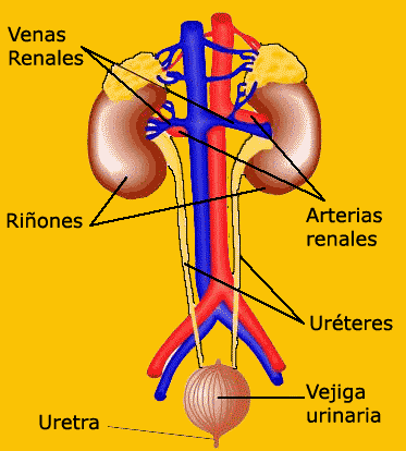 excrecion