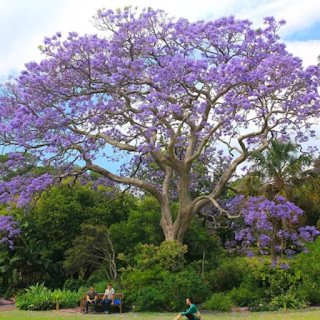 Tabebuya Ungu