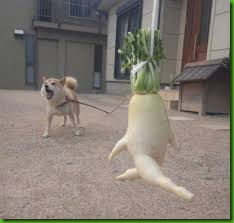 running radish