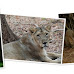 Asiatic lion pics more