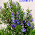 What is Rosemary: