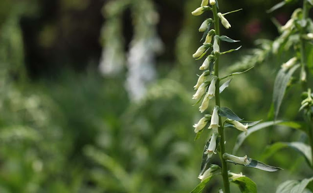 Digitalis Lutea Flowers Pictures