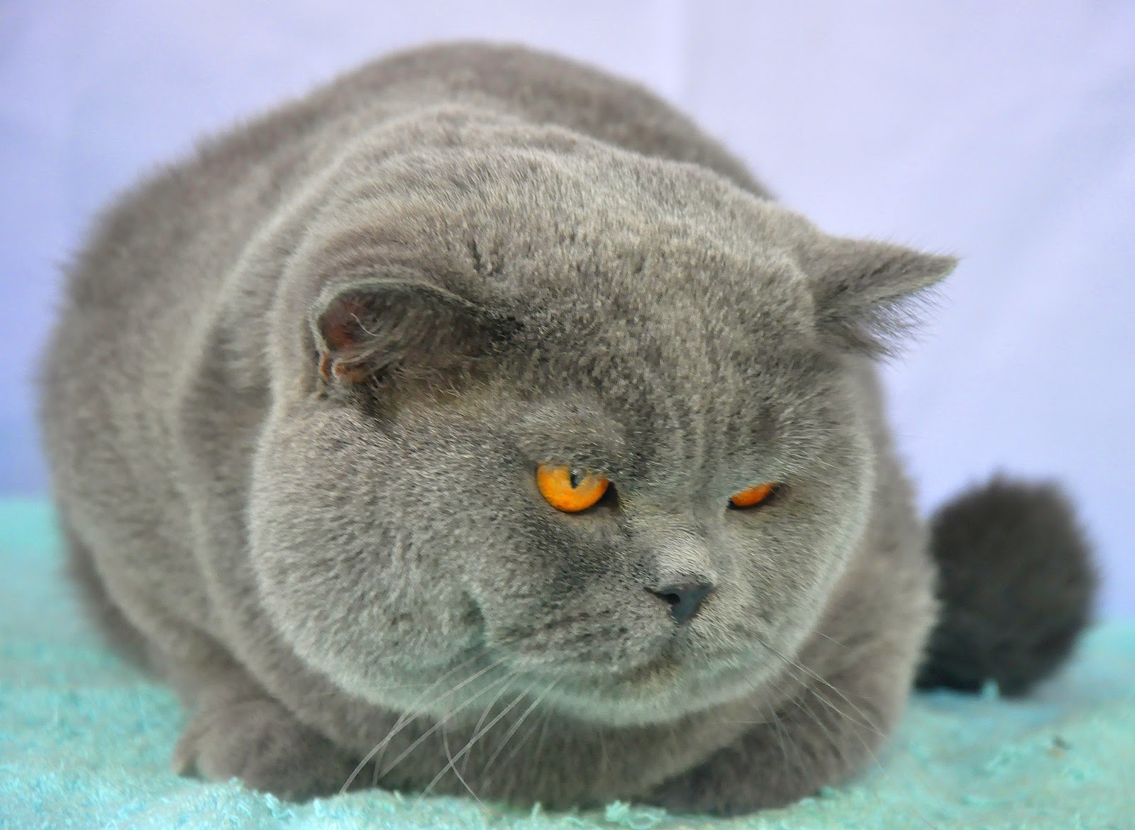 Kucing Ras British Shorthair ~ info kucing persia anggora dan gambar