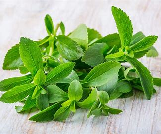 Physiological Effects of Stevia Consumption on Humans