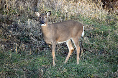 Deer on trail